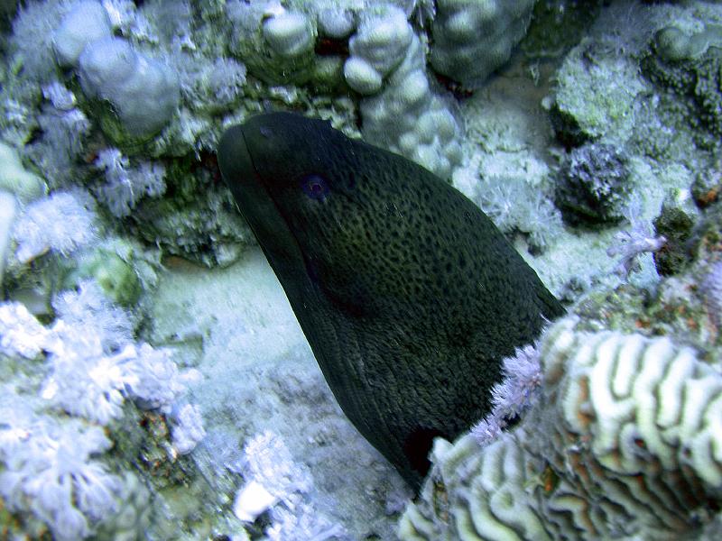 SAFAGA 07  2008 219.jpg